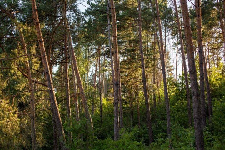 В июне прогнозируется нашествие комаров