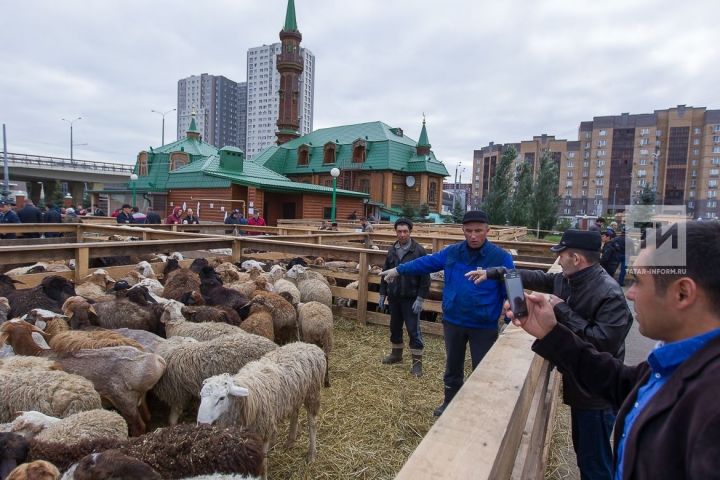 В Татарстане для убоя жертвенных животных на Курбан-байрам выделено 55 площадок