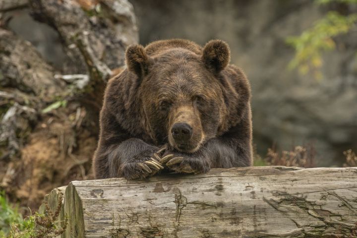 Постояльца высокогорских лесов – бурого медведя – исключат из Красной книги РТ