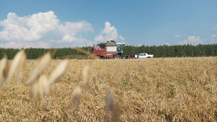 Два района Татарстана завершили уборку зерновых