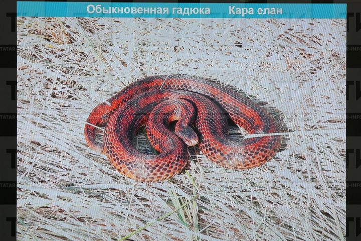 Челнинец оказался в реанимации после укуса гадюки в лесу