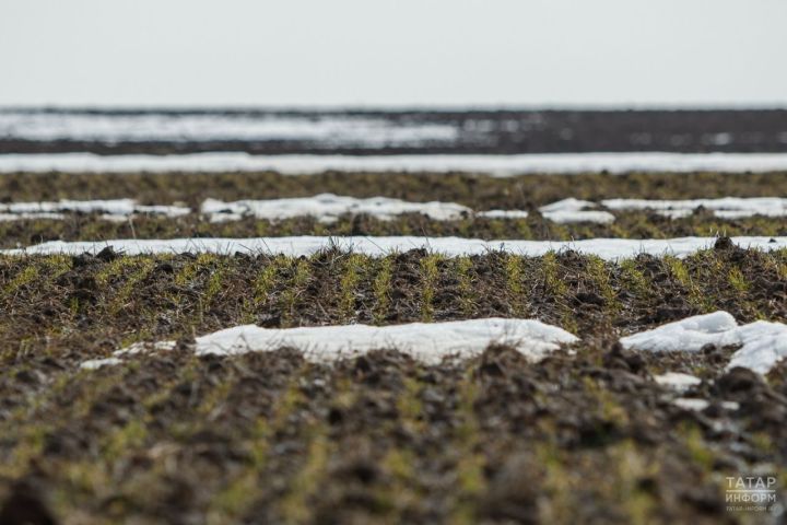 Россельхозцентр заявил, что высокий снежный покров спас посевы в РТ от гибели