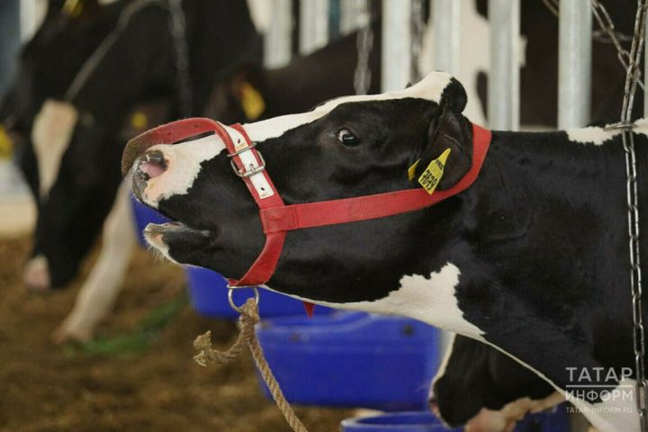Новые фермы могут дать прирост выпуска молока в 2024 году в 360 тыс. тонн