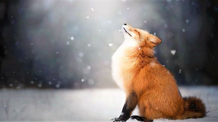 Сак булыгыз: төнлә төлкеләр йөри
