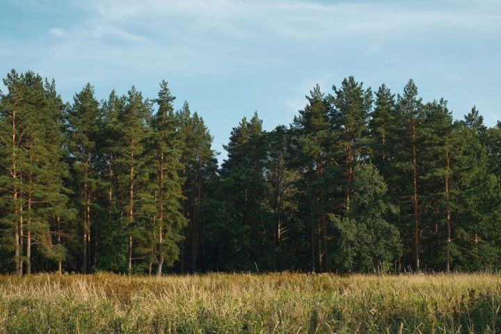В РТ восстановили свыше 3,6 тыс. гектаров леса по нацпроекту