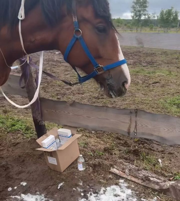 Олененок погиб и пять лошадей пострадали от рук отравителей в Елабужском районе