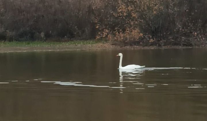 История спасения краснокнижного лебедя в деревне Чувашли