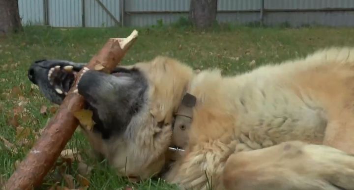 Поводок, намордник и чип: обязательные правила содержания собак