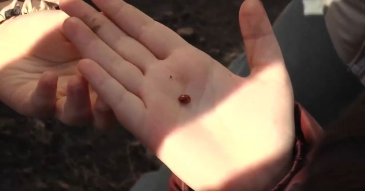 Юные экологи изучают природу в детском саду «Бэлэкэч»