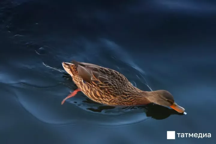 Татарстанда селезеньнәрне атып алу сезоны ачылды