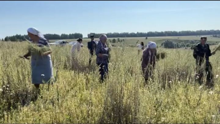 Полынь пахнет летом